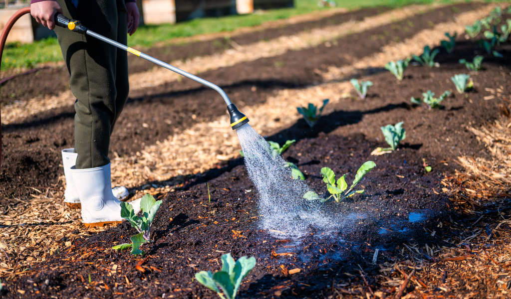 Arrosage jardin
