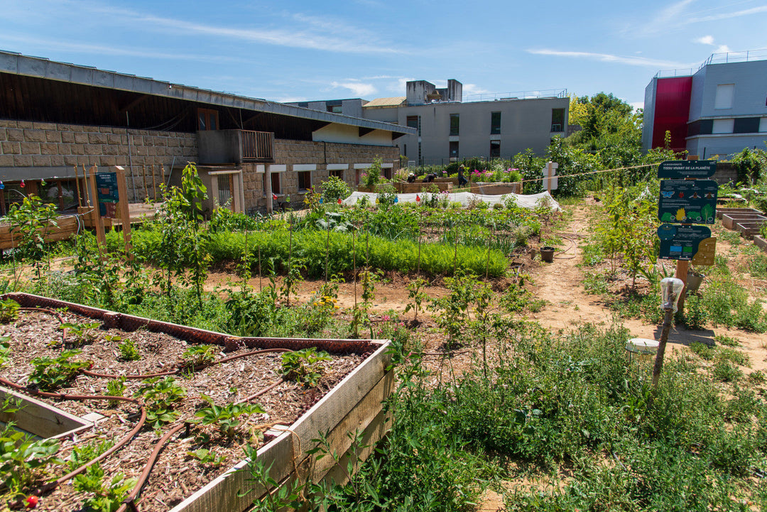 Plomb et polluants dans les jardins urbains : risques et conseils pour jardiner en sécurité