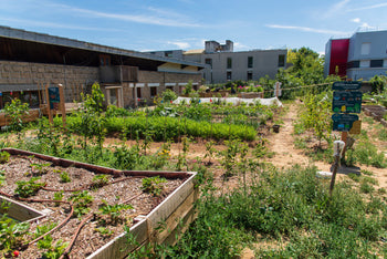 Potager urbain avec légumes, risques possibles de plomb et métaux dans les sols en ville