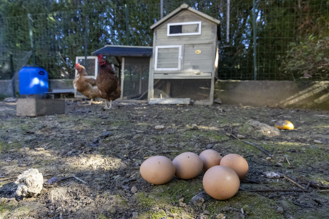 Œufs de poules urbaines contaminés : ce que révèle l'étude de l'ARS sur la pollution des sols