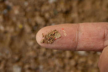 Paillage plastique agricole, source de microplastiques dans le sol