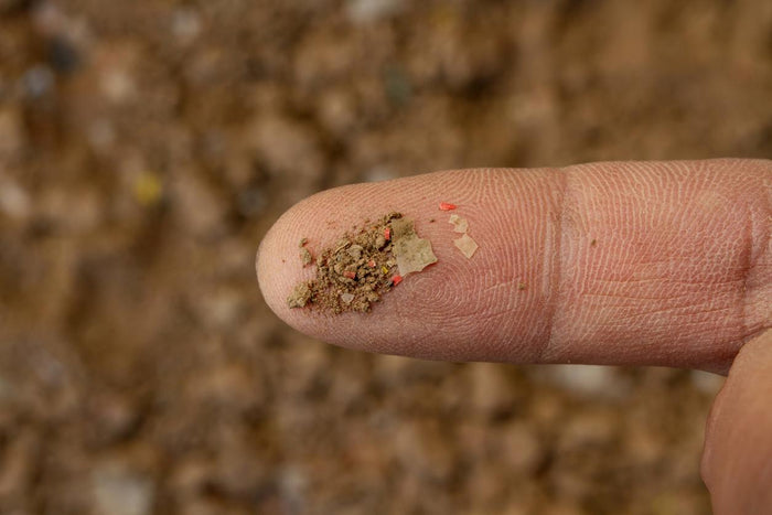 Paillage plastique agricole, source de microplastiques dans le sol