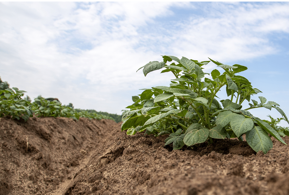 Sol enrichi en compost, étape clé pour améliorer sa fertilité