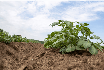 Sol enrichi en compost, étape clé pour améliorer sa fertilité