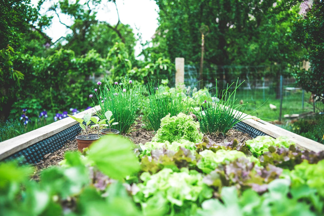 Pesticides dans le sol : comment savoir si votre potager est contaminé ?