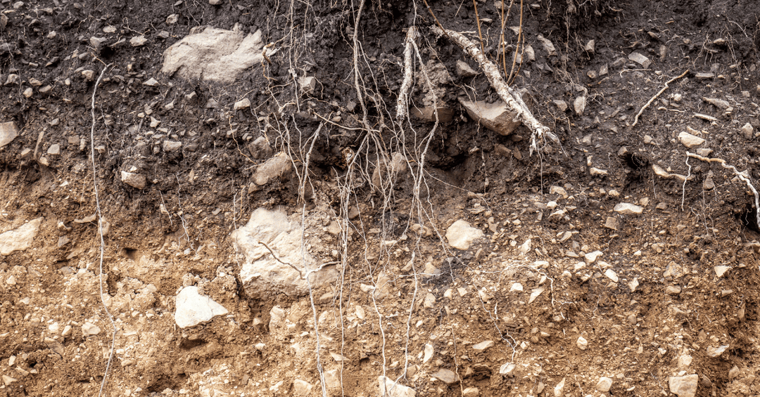 Soil profile: understanding, observing and analyzing the soil structure at depth 