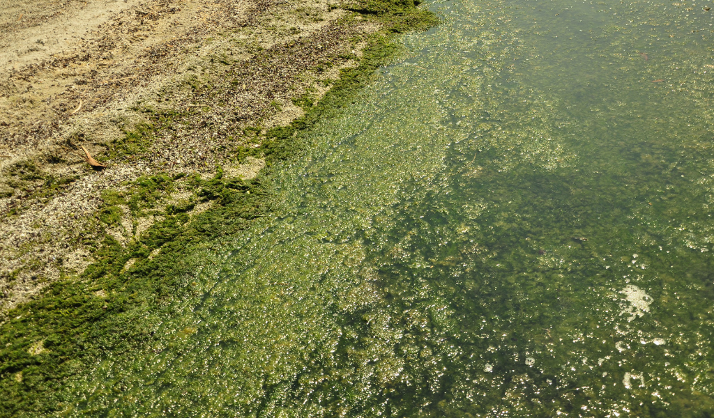 algues vertes sol