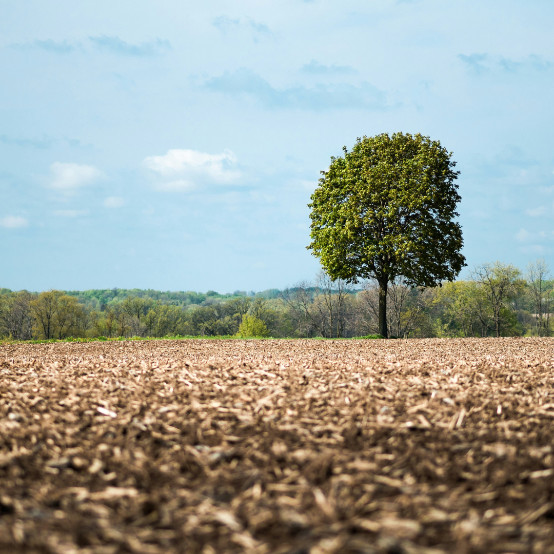 Collection_agronomique Arbre champ