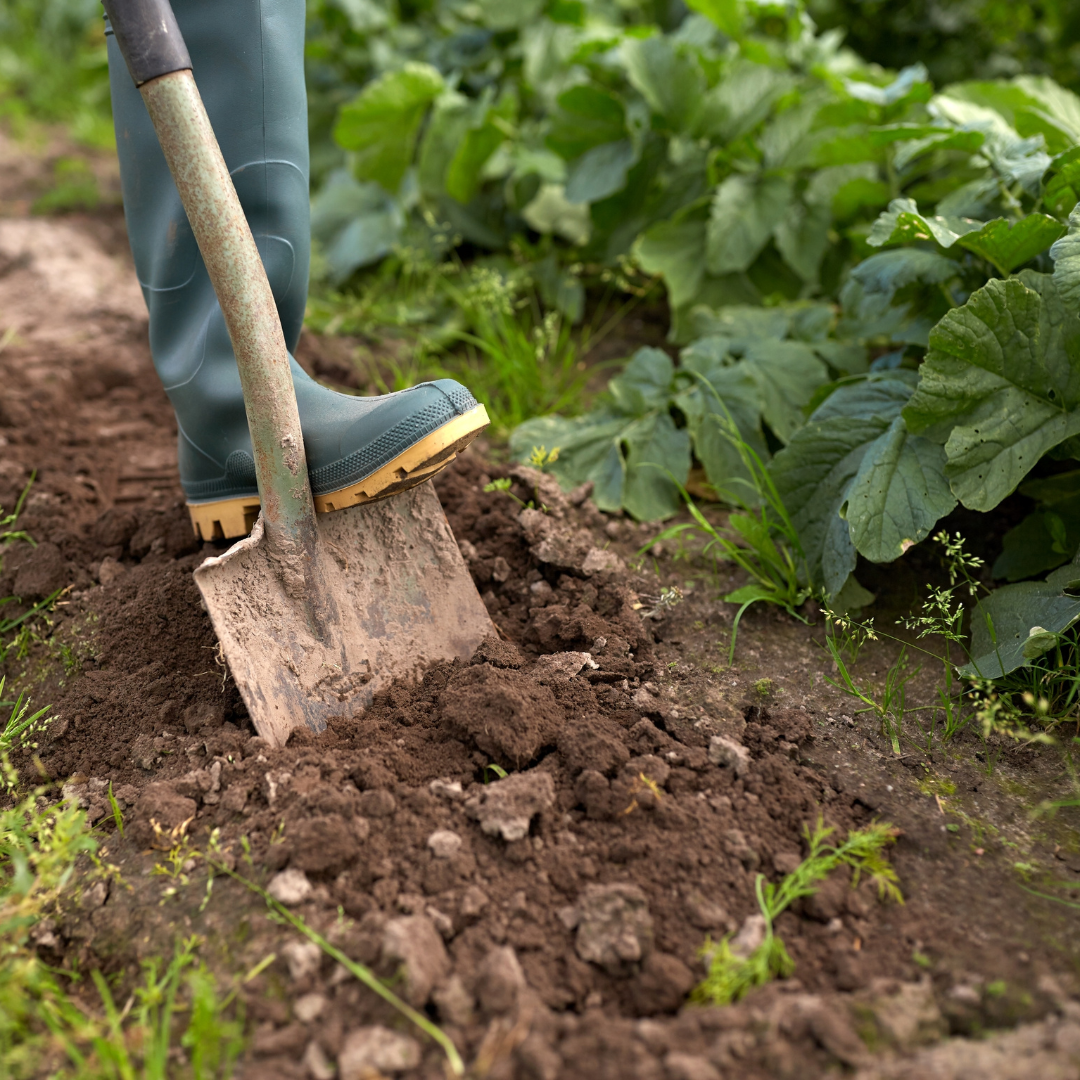 Potager